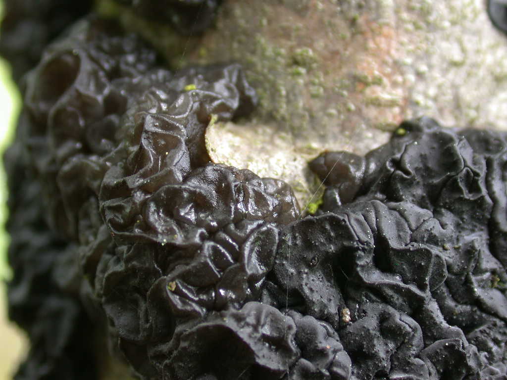 Gelatinoso....(cfr. Exidia glandulosa)